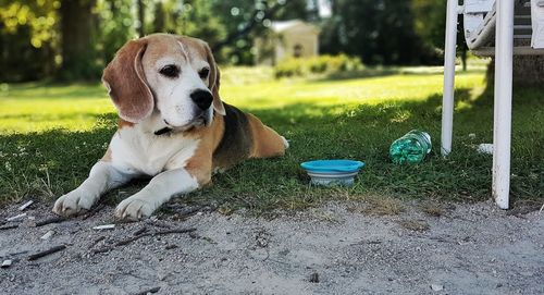 Dog sitting on field