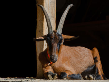 Portrait of an animal on wood