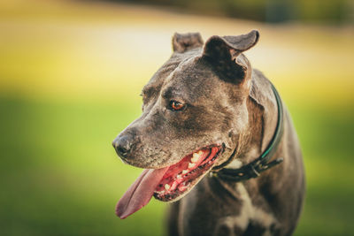 Close-up of dog looking away