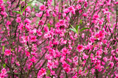 Close-up of pink flowers