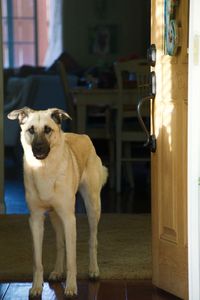 Portrait of dog standing at home