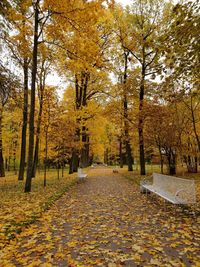 Trees in park during autumn