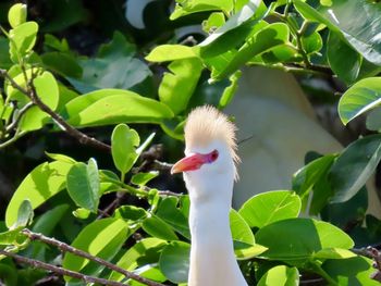 Close-up of a bird