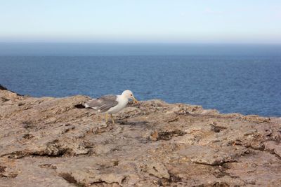 Bird perching on rock by sea against clear sky