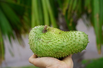 Close-up of hand holding fruit