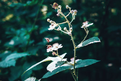 Close-up of flowering plant