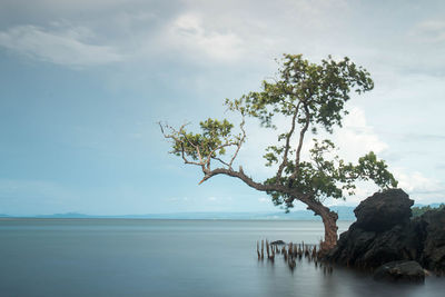 Scenic view of sea and tree against sky