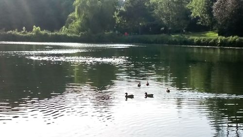 Ducks swimming in lake