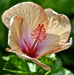 Close-up of hibiscus flower