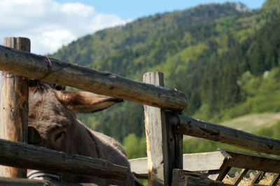 Close-up of horse against mountain