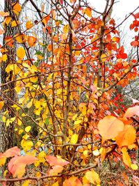 Low angle view of flowering tree during autumn