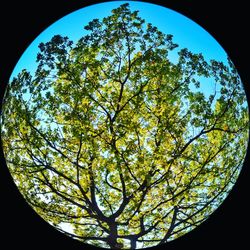 Low angle view of trees against clear sky