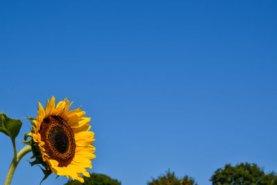 Sunflower against blue sky