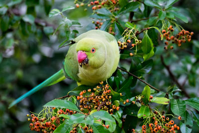 Close-up of fruit on tree