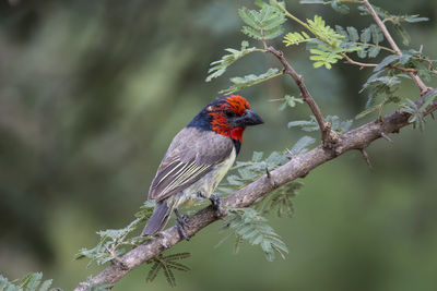 Bird perching on a branch