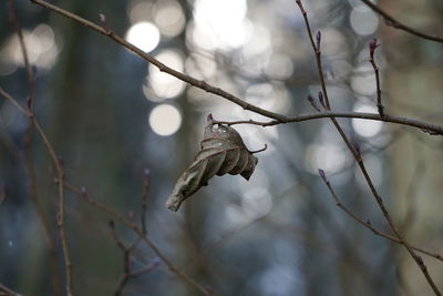 Close-up of dried leaves on branch