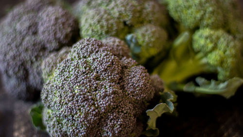 Freshly harvested organic barese broccoli, on black wooden background