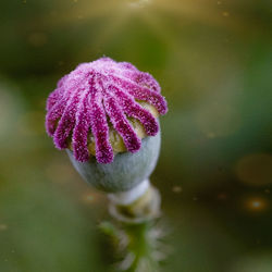 Close-up of pink rose flower