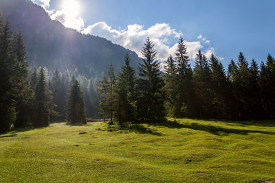 Panoramic view of trees on field against sky