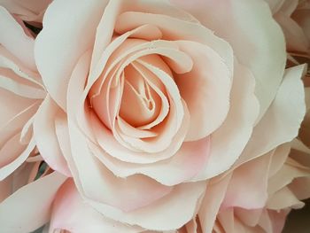 Close-up of rose bouquet