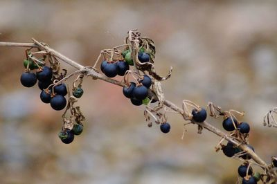 Close-up of berries growing on plant