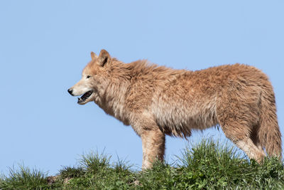 Arctic wolf  on grass with blue sky