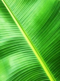 Banana leaf