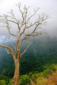 Bare trees against sky