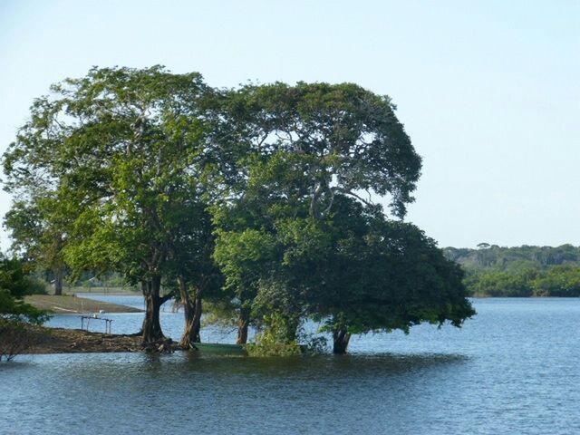 tree, water, tranquil scene, tranquility, waterfront, clear sky, scenics, beauty in nature, nature, lake, growth, sky, river, idyllic, day, non-urban scene, outdoors, reflection, no people, rippled