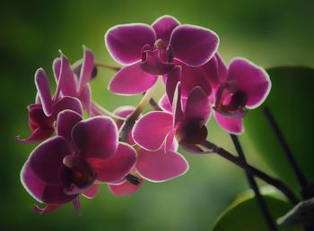 Close-up of purple orchids