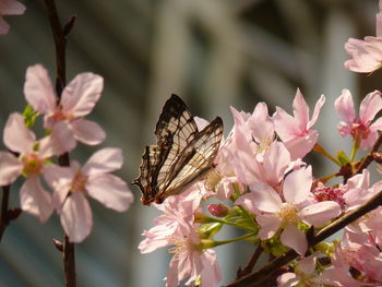 Close-up of butterfly pollinating on pink flower