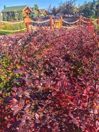 Red flowering plants by building during autumn