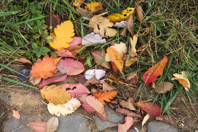 High angle view of dry leaves on field