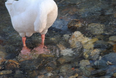 Close-up of bird in water