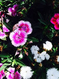 Close-up of pink flowers