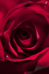 Close-up of red rose