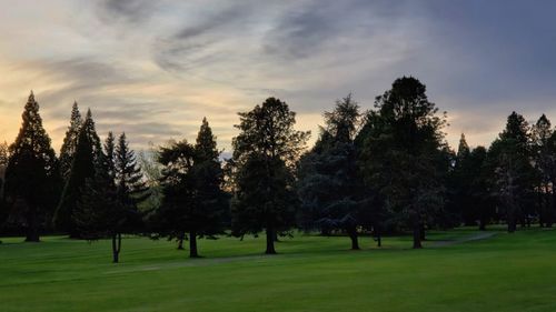 Trees on field against sky during sunset