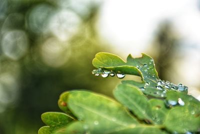 Close-up of raindrops on leaves