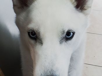 Close-up portrait of a dog