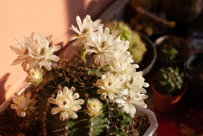 Close-up of white flowering plants in pot