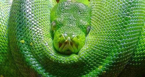 Close-up of snake