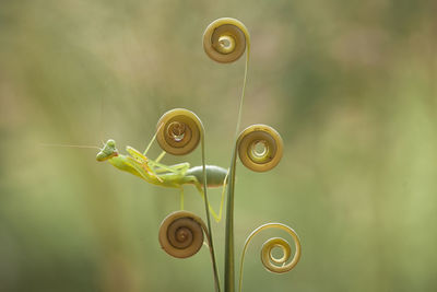 Close-up of snail on plant