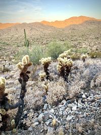 Cactus growing on land