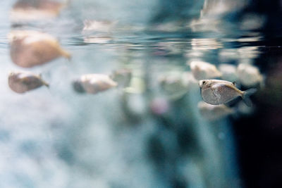 Surface level of fish swimming in sea