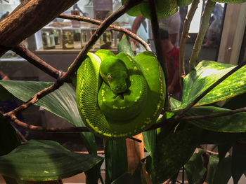 Close-up of lizard on plant