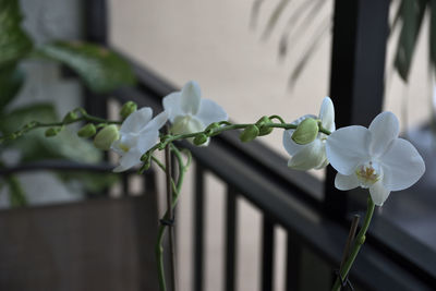 Close-up of white flowers
