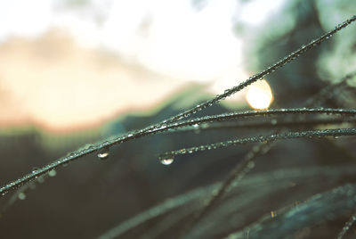 Close-up of water drops on plant