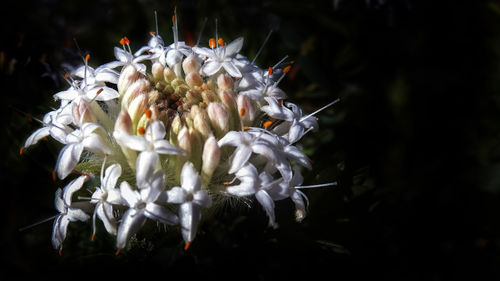 Close-up of white flowers blooming outdoors