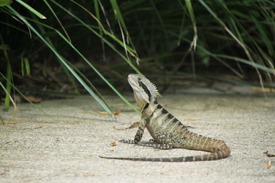 Close-up of lizard