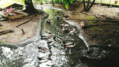 High angle view of ducks swimming in lake